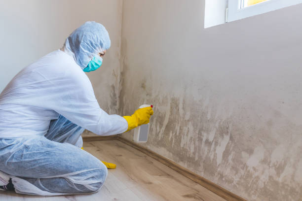 Licensed Attic Mold Removal service in Newport, OR - WQB Mold Removal