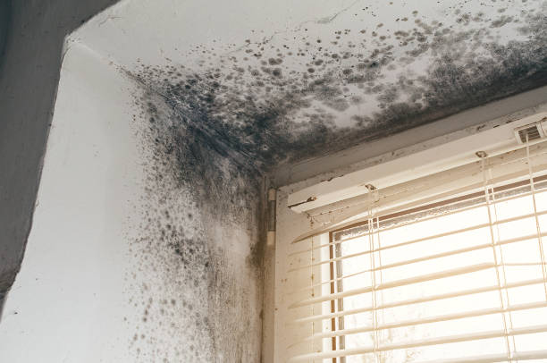 Affordable Attic Mold Removal solutions in Newport, OR